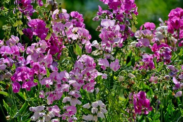 wild lathyrus flowers in nature