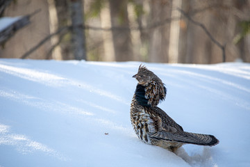Grouse in the snow