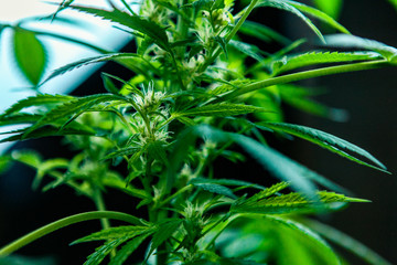 Selective focus closeup of the midsection of a cannabis plant:fan leaves sprout from the stem several flowers are visible. In the background a white light.