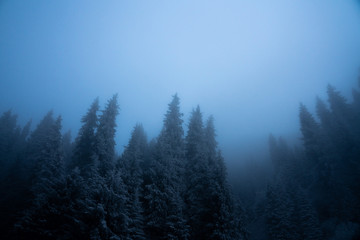 Forest in the fog