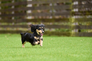 ミニチュアダックス