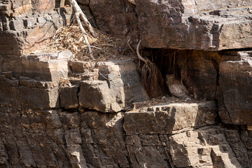 Brown Fish Owl or Bubo zeylonensis sitting under textured hill rocks nest at forest of central india ranthambore national park, rajasthan, india	