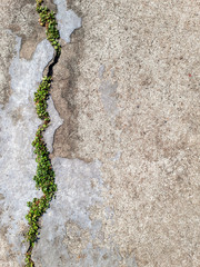 Green plants growing on cracked concrete floor.