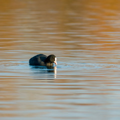 Birds in the water on the pond