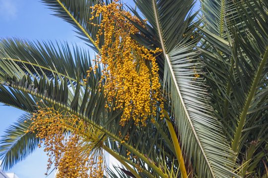 Closeup of babassu palm under a blue sky and sunlight at daytime