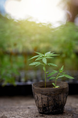 Growing marijuana seedlings Medical marijuana World Cannabis Day Concept