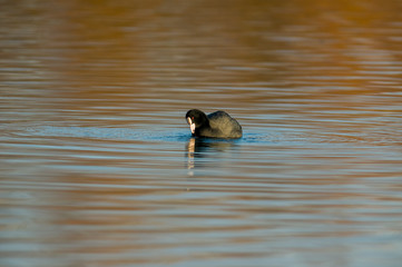 Birds in the water on the pond