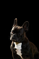 ボストンテリア