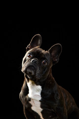 ボストンテリア