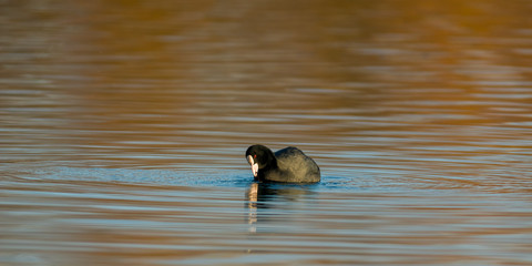 Birds in the water on the pond