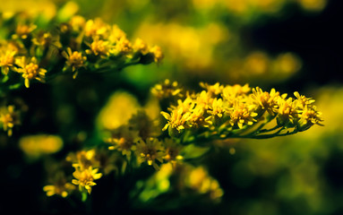 Elegant artistic closeup inflorescence of Solidago flower also known as goldenrods.