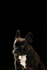 ボストンテリア