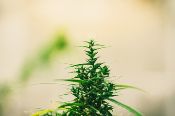 History of marijuana plants Marijuana grows Ready to harvest.