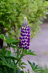 lupine soft focus