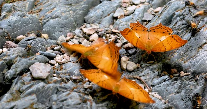 Group of butterflies puddling on the ground and flying in nature, Butterflies swarm eats minerals in Ban Krang Camp,Thailand