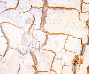 Bark from a trunk of a tree