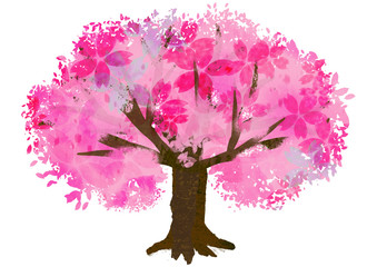 Obraz premium 満開の桜の木