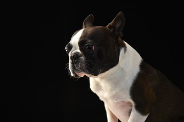 Fototapeta premium ボストンテリア