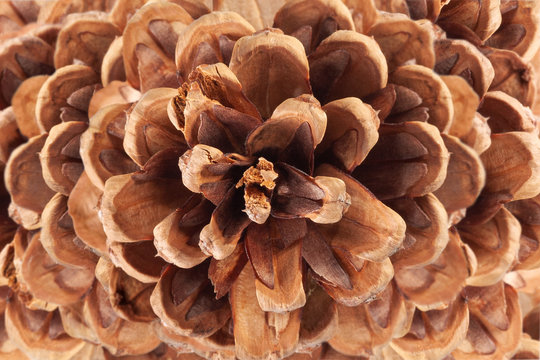 Great big pinecone - winter background, spiral brown cone - Powered by Adobe