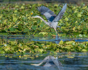 Great Blue Heron in flight