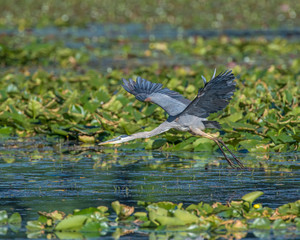 Great Blue Heron in flight