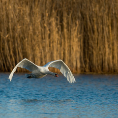 Birds in the water on the pond