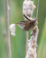 Marsh Wren collecting nesting material