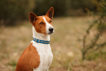 Cute red dog breed Basenji or Congo Terrier for a walk in the Park, a beautiful portrait. Place for the inscription. Concept: veterinary medicine, cynology, dog care.