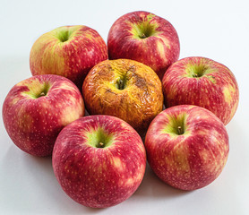 Rotten bad apple surrounded by healthy red apples