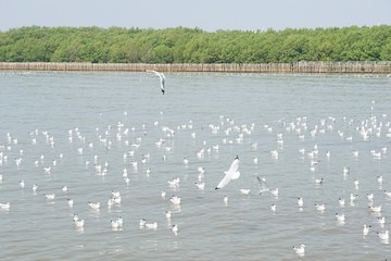 seagull flying at Bang Pu sea, Thailand