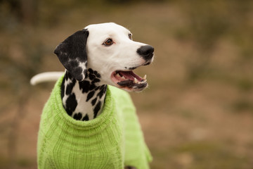 A beautiful Dalmatian dog smiles in beautiful green knitted dog clothes on a walk in the Park in the spring. Concept: dog clothes, dog products, pet care.