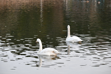 白鳥の湖