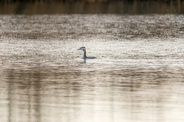 Birds in the water on the pond