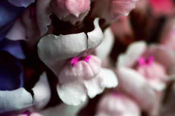 Romantic artistic closeup with soft focus bouquet of tender blooming Dragon flower, Snapdragon or...