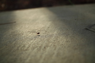 The Little Spider on the Concrete
