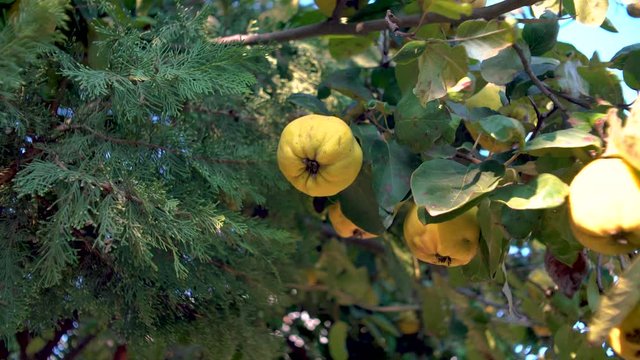 Quince on the tree with green leaf. Autumn season.