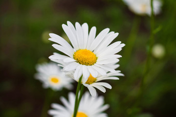 Obraz premium chamomile flowers close-up