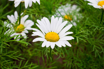 chamomile flowers close-up