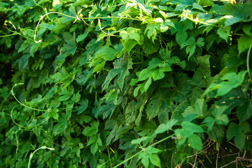 background, texture, climbing plant, hops