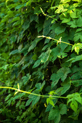 background, texture, climbing plant, hops