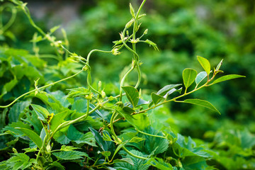 background, texture, climbing plant, hops