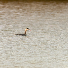 Birds in the water on the pond