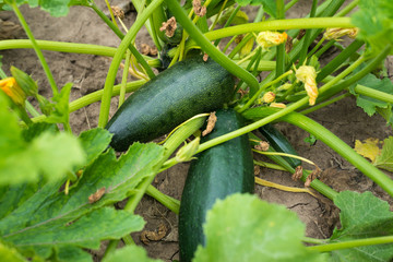 Courgette plant (Cucurbite pepo) with yellow fruits in the garden bed