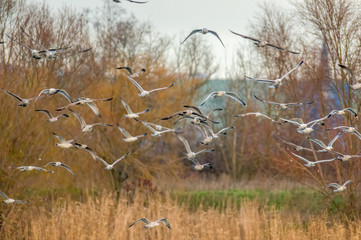 Birds in the water on the pond