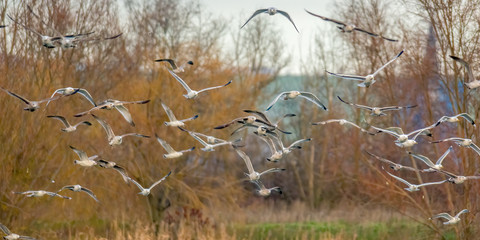Birds in the water on the pond