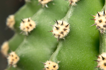 Part of green cactus in pot with long thorn, macro cactus with beautiful thorn on blurred green...