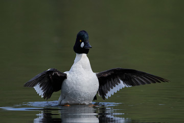 Common goldeneye (Bucephala clangula)