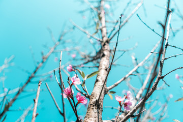 Spring - yellow flowers with bright skies