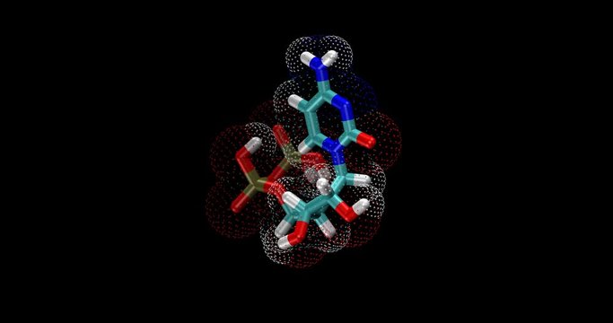Cytidine diphosphate (CDP)
