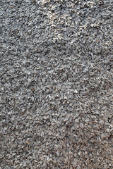 Fresh harvested Sunflower Seeds for background use.